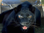 Pantera-Negra.jpg